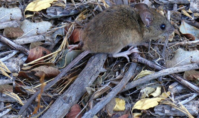 raton