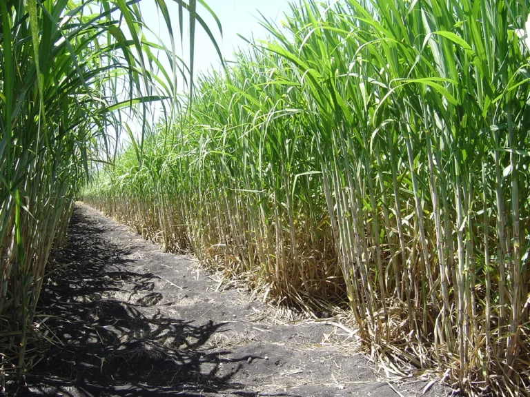 cana-de-azucar