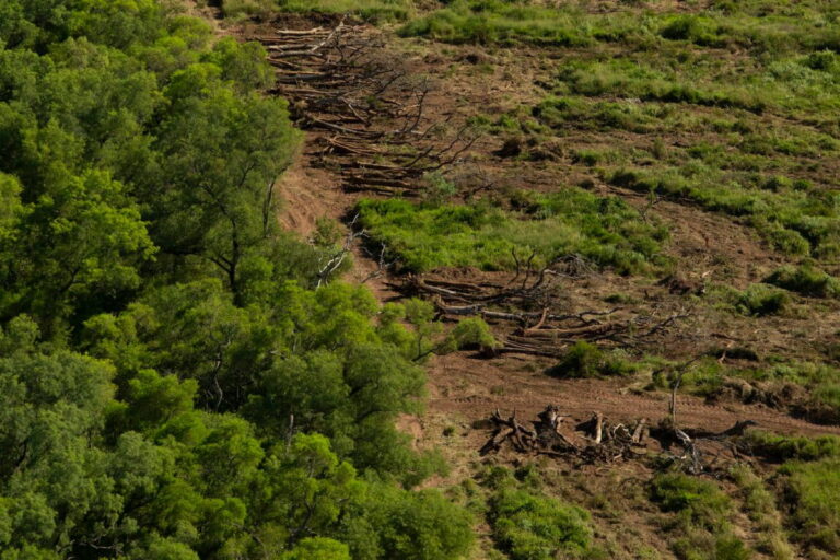 gran-chaco-deforestacion-argentina-2-1200x800
